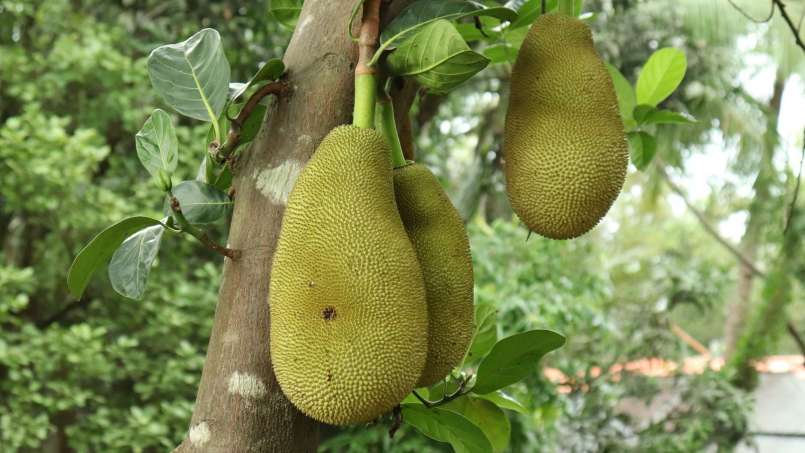 Frutas exóticas e seus benefícios para a saúde, foto 5