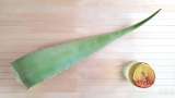 Aloe Vera macerado com mel - Preparação etapa 1
