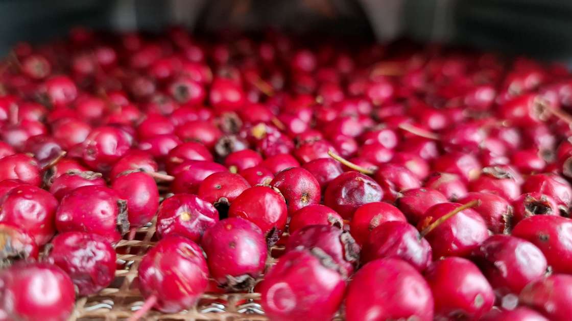 Desidratação de frutos de espinheiro para chá, foto 6