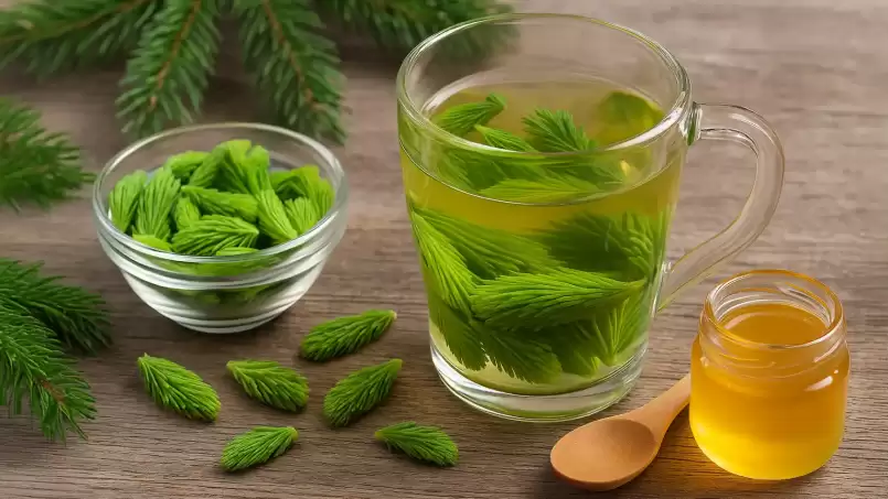 Fervura de brotos de abeto para problemas respiratórios