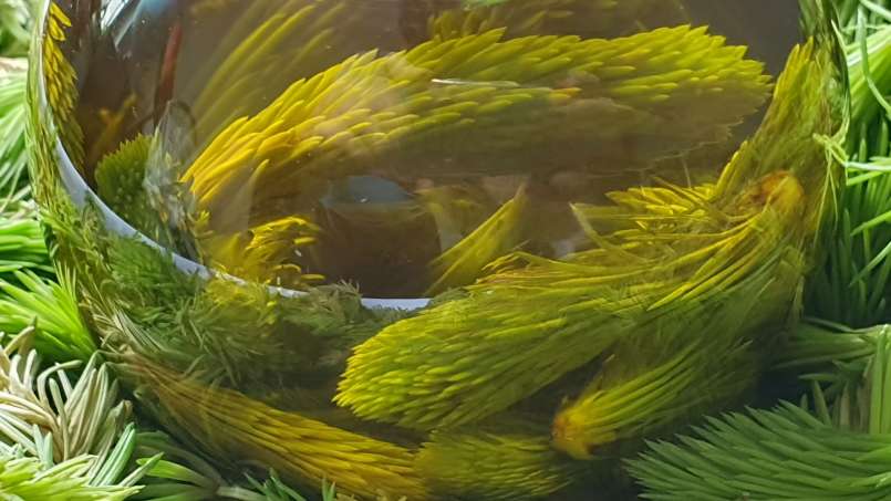 Óleo de broto de pinheiro, foto 5
