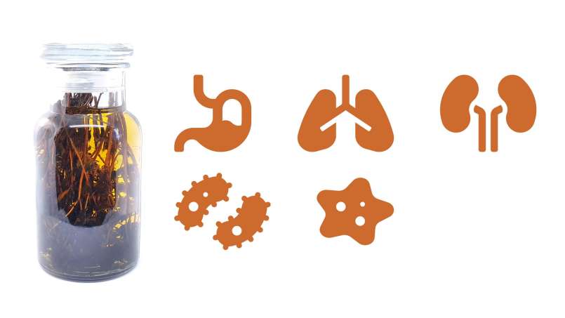 Tintura de tomilho, foto 1