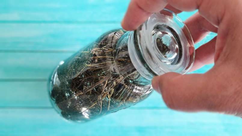 Tintura de tomilho, foto 4