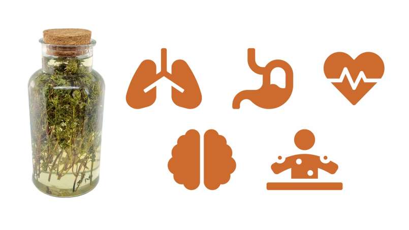 Macerado de tomilho com mel, foto 1