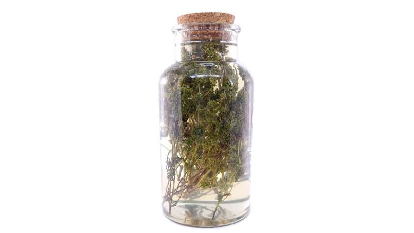 Macerado de tomilho com mel, foto 3