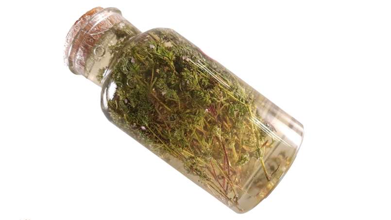 Macerado de tomilho com mel, foto 4