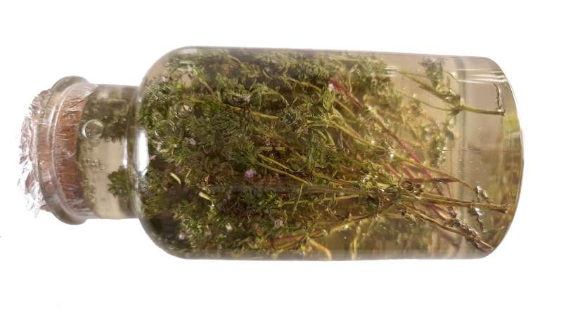 Macerado de tomilho com mel, foto 5