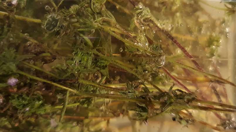 Macerado de tomilho com mel, foto 8