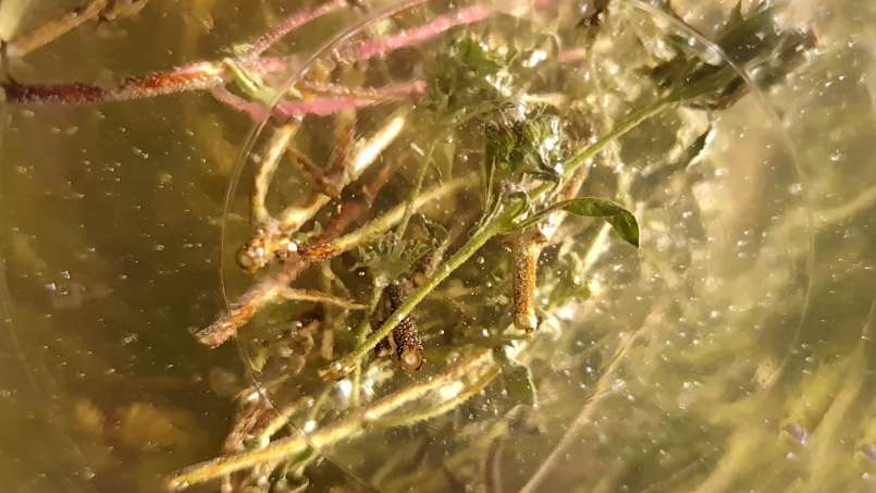 Macerado de tomilho com mel, foto 9